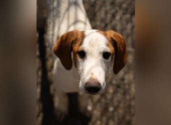 Bracken-Bub ♥Tilly♥ wahrer Sonnenschein