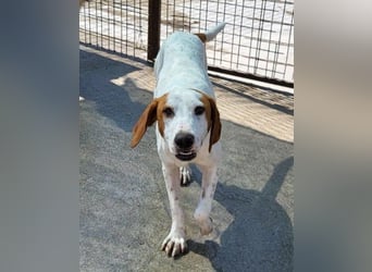 Bracken-Bub Tilly ein wahrer Sonnenschein