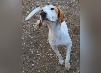 Bracken-Bub Tilly ein wahrer Sonnenschein