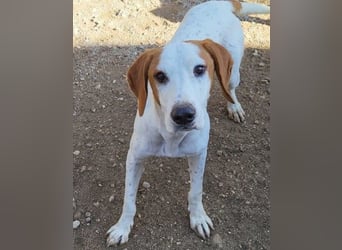 Bracken-Bub Tilly ein wahrer Sonnenschein