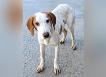 Bracken-Bub Tilly ein wahrer Sonnenschein