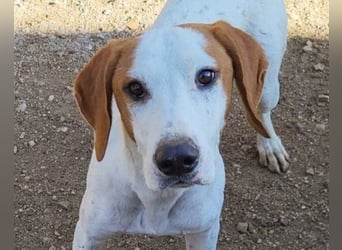 Bracken-Bub Tilly ein wahrer Sonnenschein