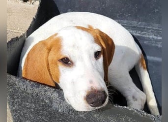 Bracken-Bub Tilly ein wahrer Sonnenschein