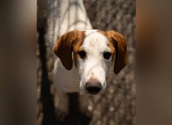 Bracken-Bub Tilly ein wahrer Sonnenschein