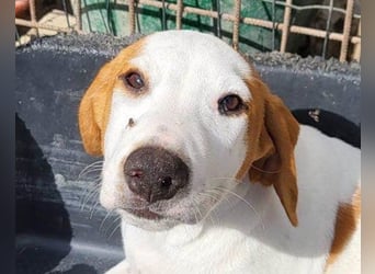 Bracken-Bub Tilly ein wahrer Sonnenschein