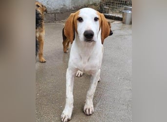 Bracken-Bub Tilly ein wahrer Sonnenschein