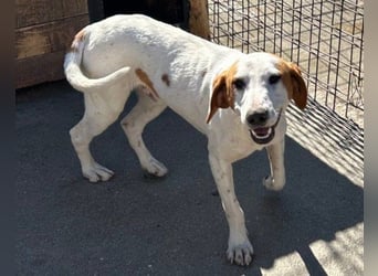 Bracken-Bub Tilly ein wahrer Sonnenschein