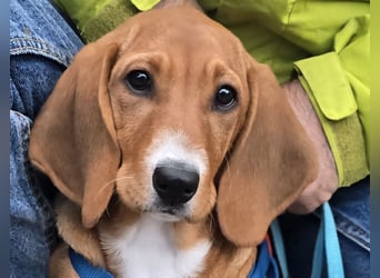 Nala piccola. einfach nur Zucker