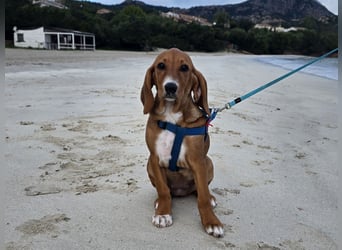 Nala piccola. einfach nur Zucker