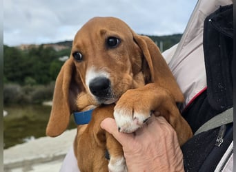 Nala piccola. einfach nur Zucker