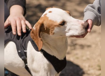 Kenny ❤️ aktive, aufgeschlossene Istrianer Bracke