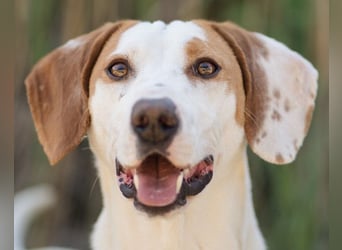 Kenny ❤️ aktive, aufgeschlossene Istrianer Bracke