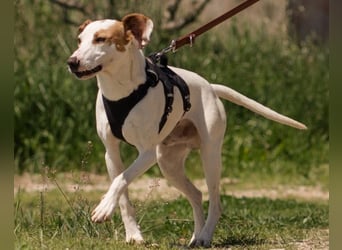 Kenny ❤️ aktive, aufgeschlossene Istrianer Bracke