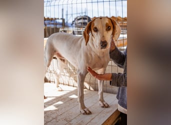 Kenny ❤️ aktive, aufgeschlossene Istrianer Bracke