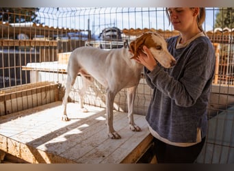Kenny ❤️ aktive, aufgeschlossene Istrianer Bracke