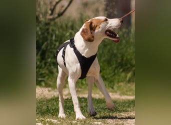 Kenny ❤️ aktive, aufgeschlossene Istrianer Bracke