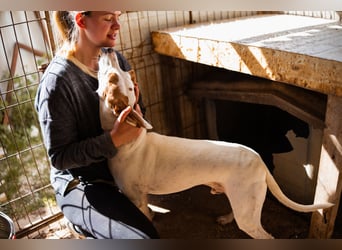 Kenny ❤️ aktive, aufgeschlossene Istrianer Bracke