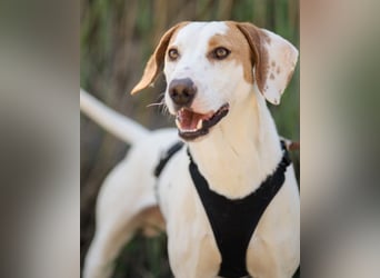 Kenny ❤️ aktive, aufgeschlossene Istrianer Bracke