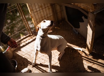 Kenny ❤️ aktive, aufgeschlossene Istrianer Bracke