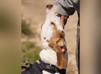 Kenny ❤️ aktive, aufgeschlossene Istrianer Bracke