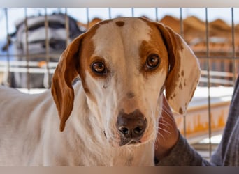 Kenny ❤️ aktive, aufgeschlossene Istrianer Bracke