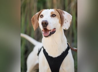 Kenny ❤️ aktive, aufgeschlossene Istrianer Bracke