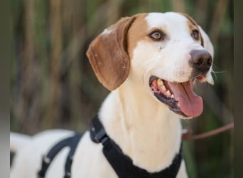 Kenny ❤️ aktive, aufgeschlossene Istrianer Bracke