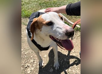 Kenny ❤️ aktive, aufgeschlossene Istrianer Bracke