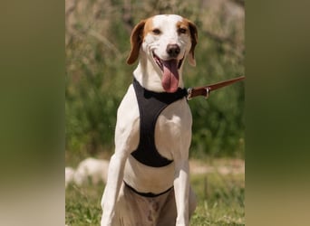 Kenny ❤️ aktive, aufgeschlossene Istrianer Bracke