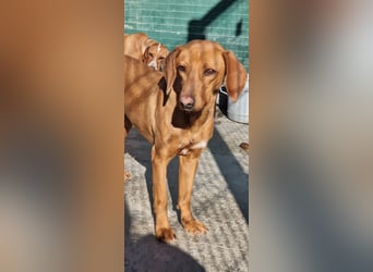 liebe Bracken Mischlings-Hündin Nola sucht ihre Menschen
