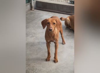 liebe Bracken Mischlings-Hündin Nola sucht ihre Menschen