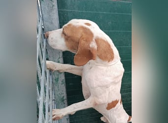 Istrische Bracke Baksi sucht ein liebes Zuhause