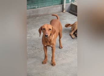 liebe Bracken Mischlings-Hündin Nola sucht ihre Menschen