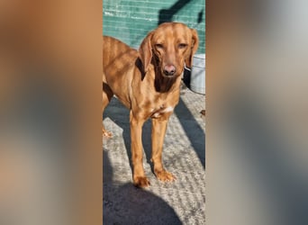 liebe Bracken Mischlings-Hündin Nola sucht ihre Menschen