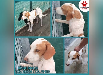 Istrische Bracke Baksi sucht ein liebes Zuhause