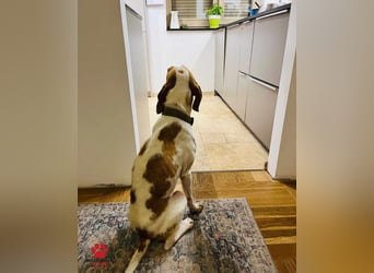 Jure Brackenmischling Mischling Rüde sucht Zuhause für immer Jure Brackenmischling Mischling Rüde sucht Zuhause für immer