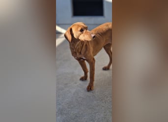 liebe Bracken Mischlings-Hündin Nola sucht ihre Menschen