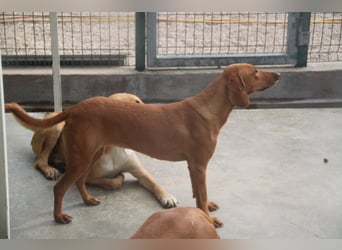 liebe Bracken Mischlings-Hündin Nola sucht ihre Menschen