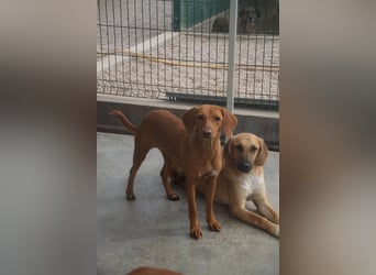 liebe Bracken Mischlings-Hündin Nola sucht ihre Menschen