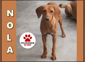liebe Bracken Mischlings-Hündin Nola sucht ihre Menschen