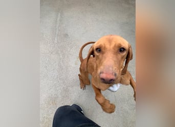 liebe Bracken Mischlings-Hündin Nola sucht ihre Menschen