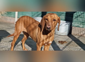 liebe Bracken Mischlings-Hündin Nola sucht ihre Menschen