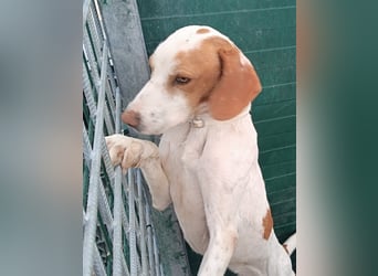 Istrische Bracke Baksi sucht ein liebes Zuhause