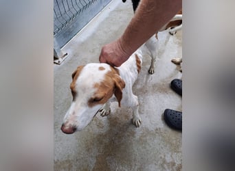 Istrische Bracke Baksi sucht ein liebes Zuhause