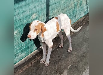 Istrische Bracke Baksi sucht ein liebes Zuhause