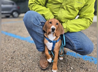 Nala piccola: einfach nur Zucker
