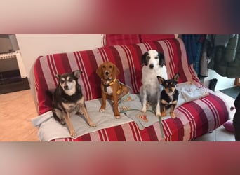 Nala piccola: einfach nur Zucker