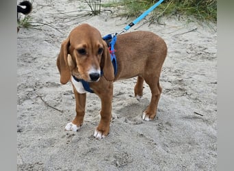 Nala piccola: einfach nur Zucker