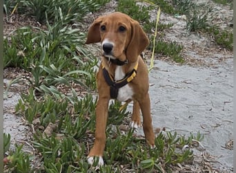 Nala piccola: einfach nur Zucker