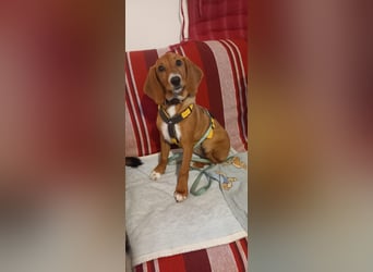 Nala piccola: einfach nur Zucker